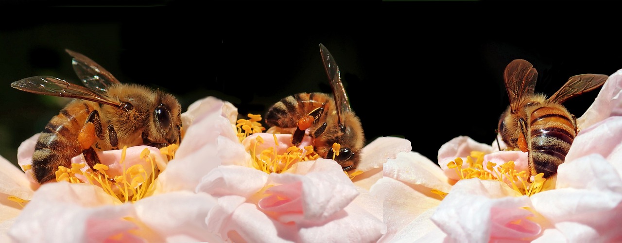 The Effect of Climate Change on Bee’s Foraging Patterns